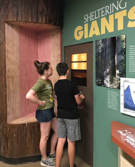Museum Exhibits at the Henry Cowell Redswoods State Park Visitor Center