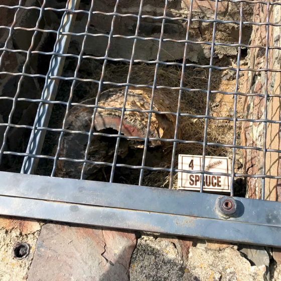 Petrified Wood Hidden In a Locked Cage