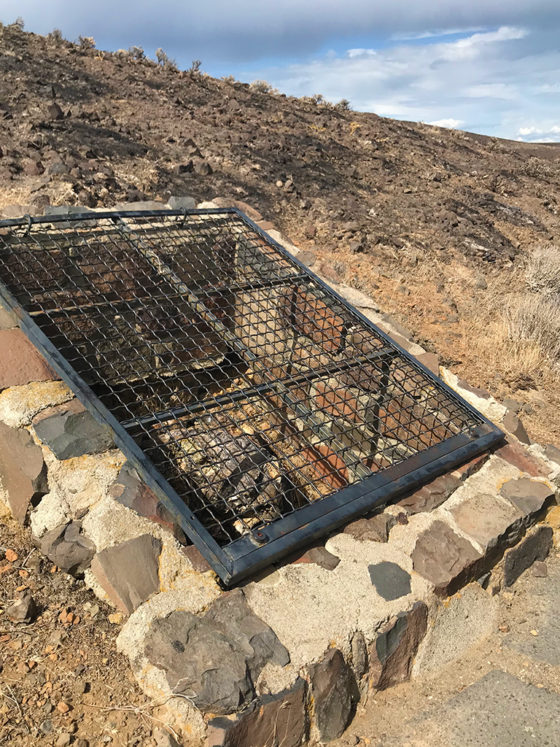 Petrified Wood In A Cage