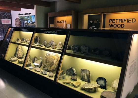 Petrified Wood Exhibit at the Ginko Petrified Forest Visitor Center