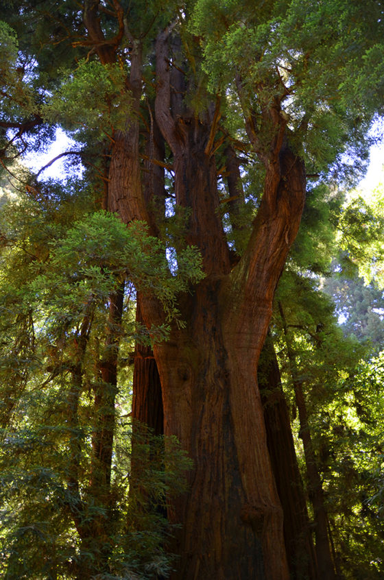 Santa Cruz Coastal Redwood