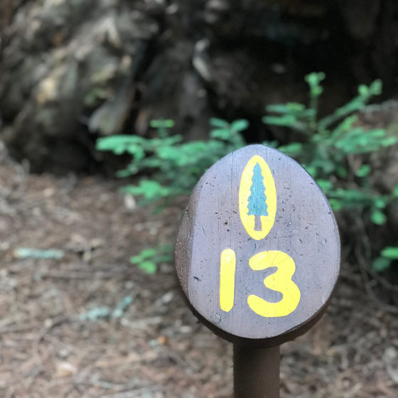 Trail Markers Alongside the Redwood Grove Loop Trail