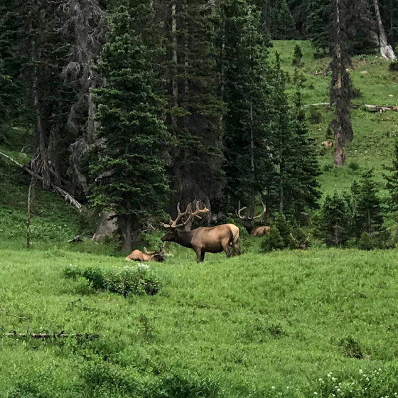Elk Along Trail Ridge Road In Rocky Mountain National Park