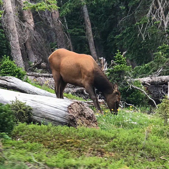 Elk In Rocky Mountain National Park