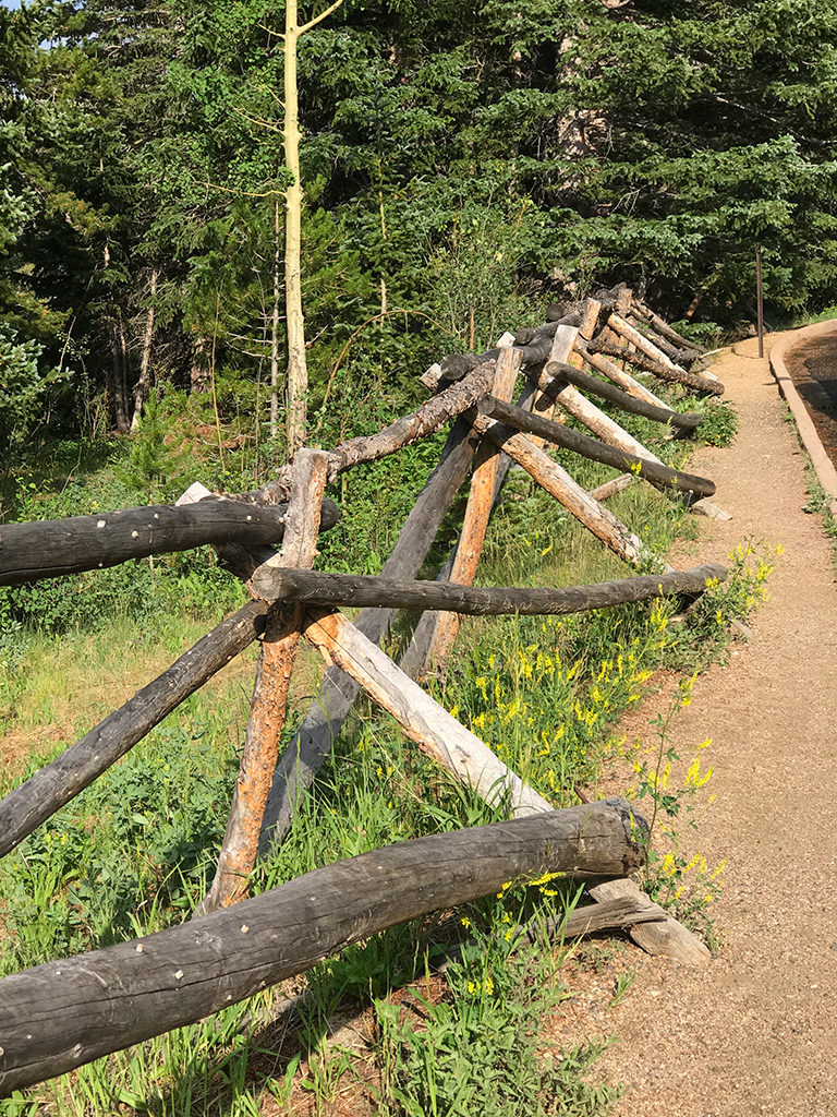 Beaver Ponds Boardwalk On Hidden Valley Creek In Rocky Mountain