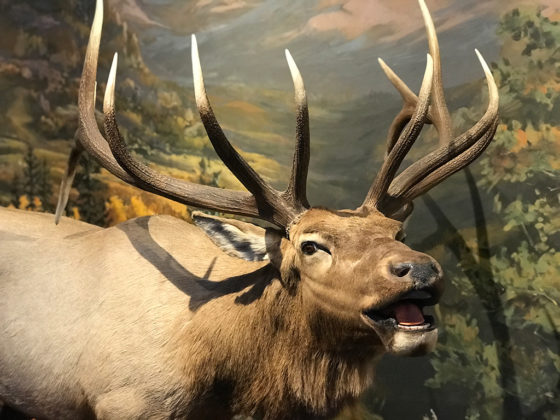 Elk Display at the Cripple Creek Heritage Center