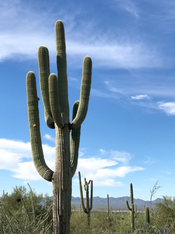 Ancient Saguaro Cacti in the Arizona Desert