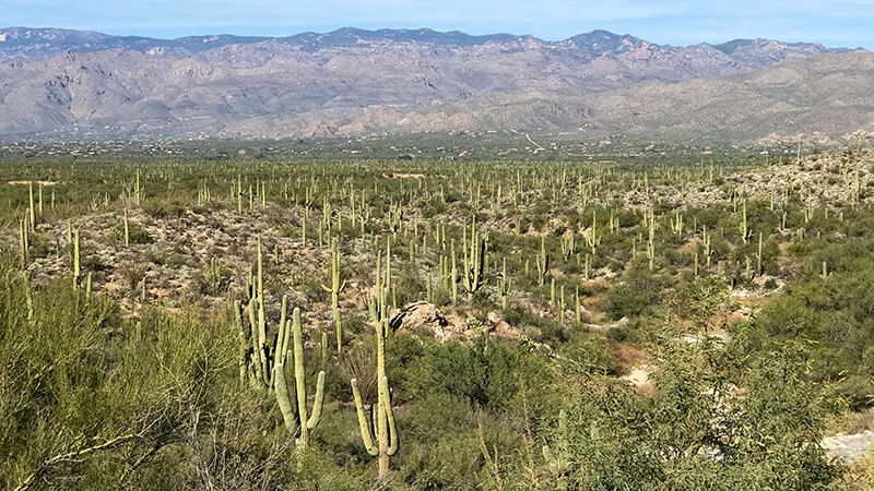 Cactus Forest Loop Drive at Saguaro National Park