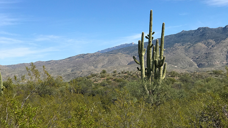 Cactus Forest Trail