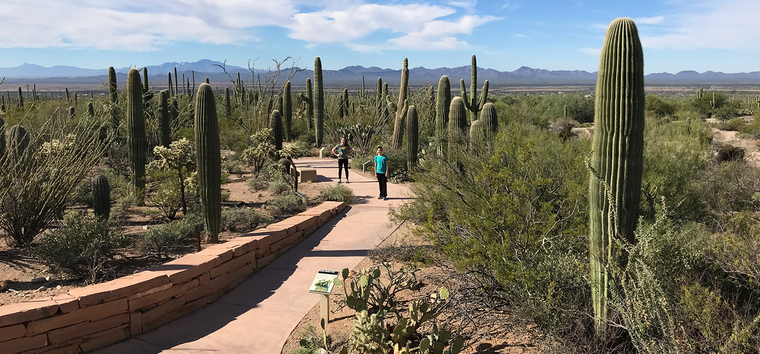 Cactus Garden Trail at Red Hills Visitor Center