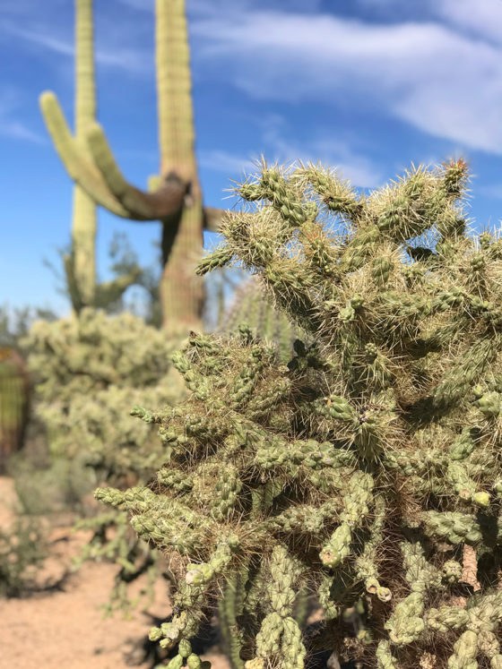 Cholla Cactus in front of a Saguaro Cactus