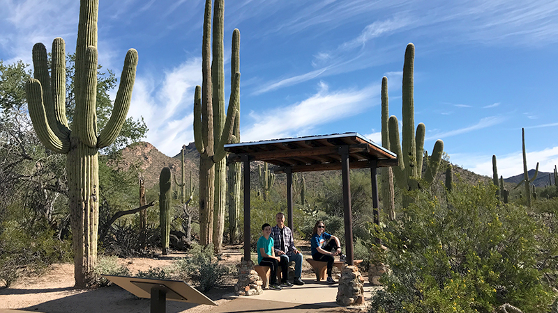 Desert Discovery Trail at Saguaro National Park