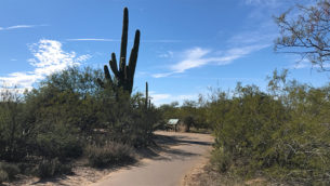 Desert Ecology Trail at Saguaro National Park