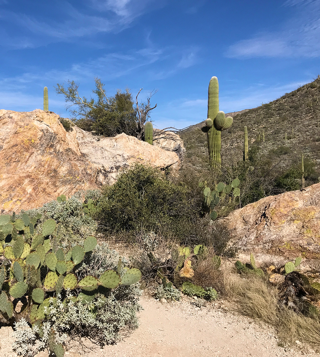 Javelina Rocks Overlook And Picnic Area At Saguaro National Park