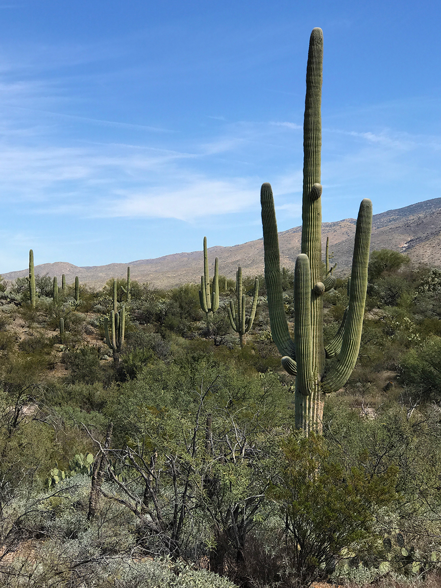 Scenic Cactus Forest Loop Drive At Saguaro National Park