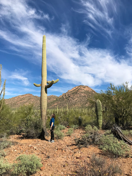 Natalie Bourn Looking up at a giant Saguaro