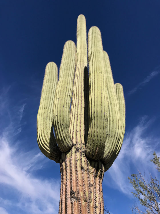 Old Saguaro Cacti With Several Arms