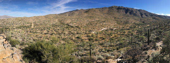 Rincon Mountain Overlook at Saguaro West