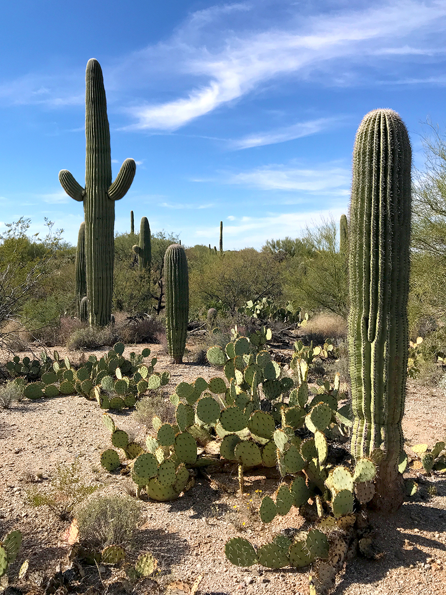 Mica View Trail And Picnic Area At Saguaro National Park