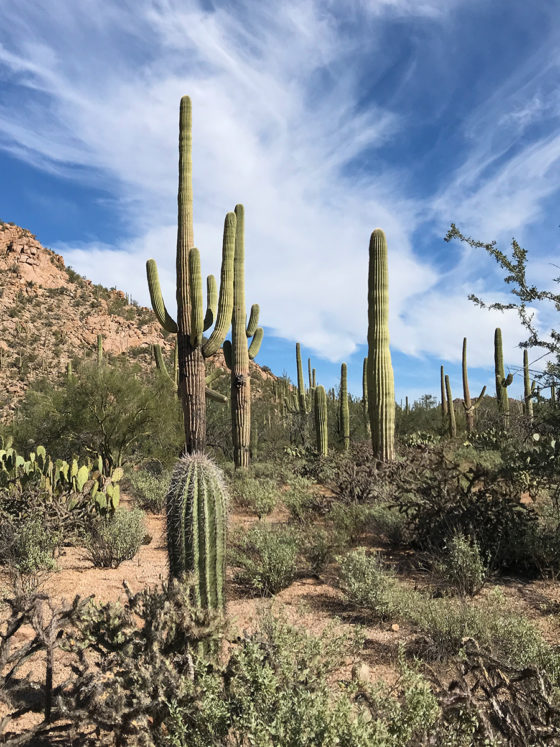 Saguaro Cacti in the Sonoran Desert-arizona