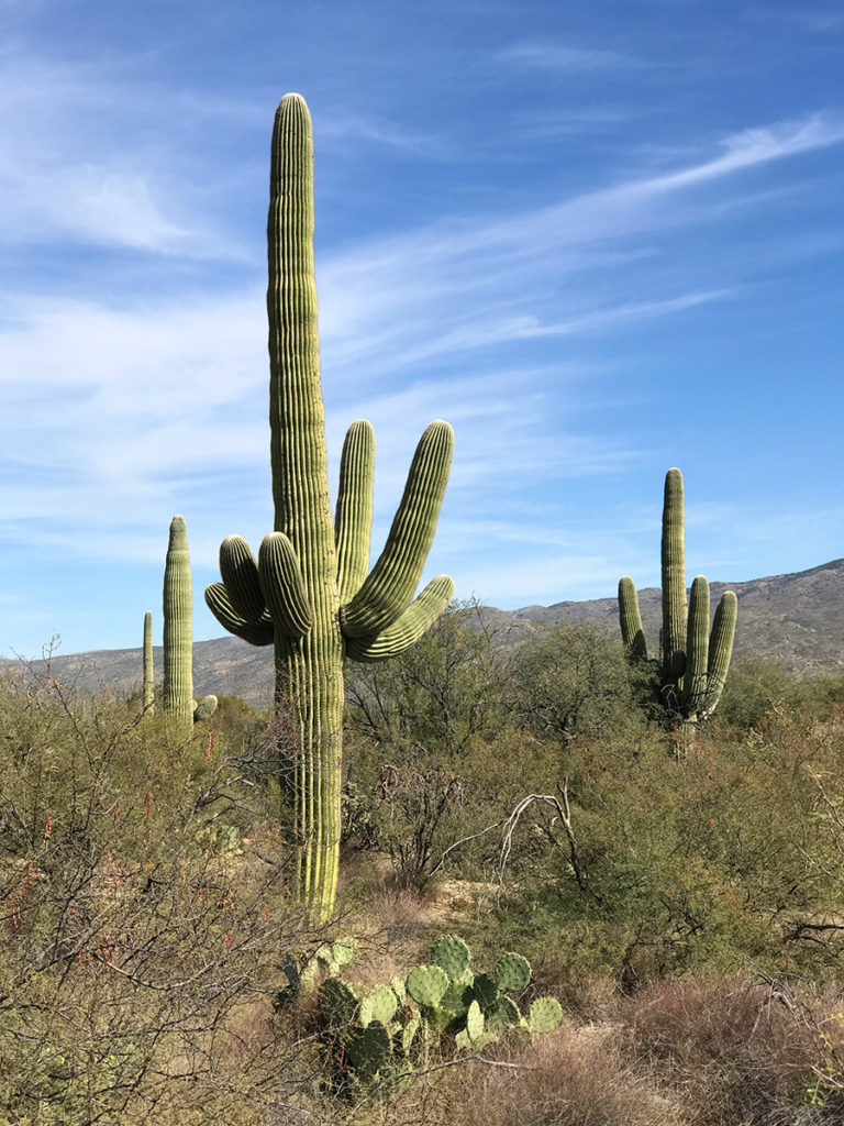 Mica View Trail And Picnic Area At Saguaro National Park