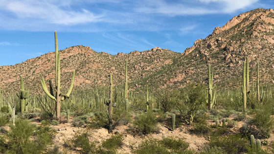 Saguaro Forest in Arizona