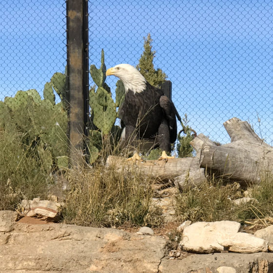 Bald Eagle at the Living Desert Zoo
