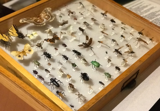 Display Case of Native Bugs