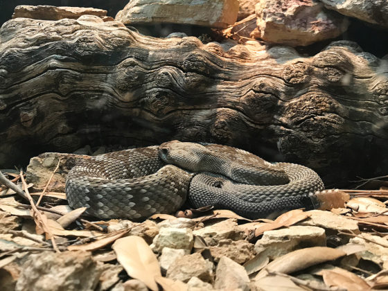Reptile Exhibit Rattlesnake