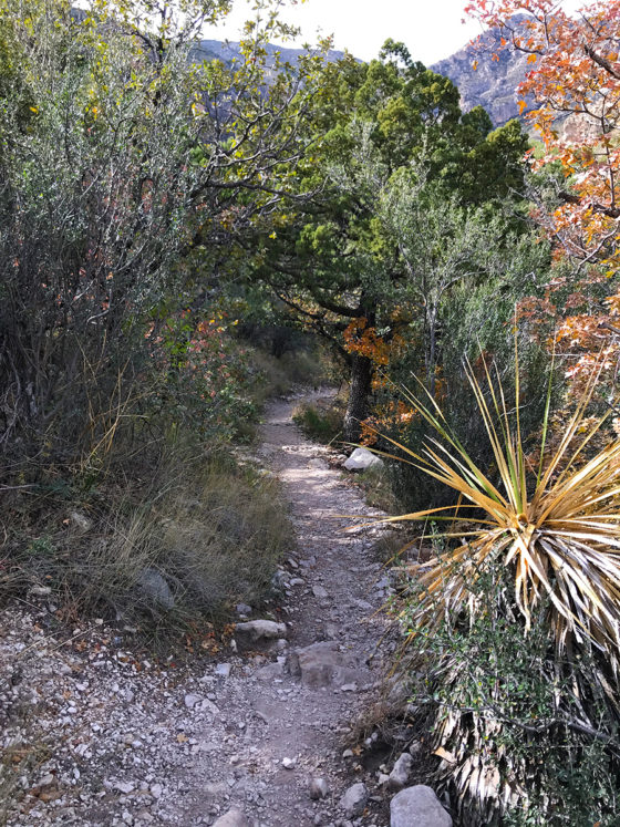 Trail in Guadalupe Mountains National Park