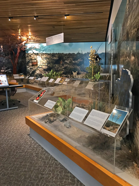 Visitor Center Natural History Exhibits at Guadalupe Mountains National Park