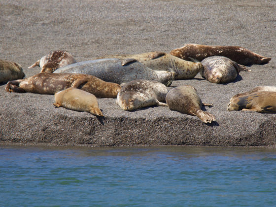 Seals At Goat Rock Beach