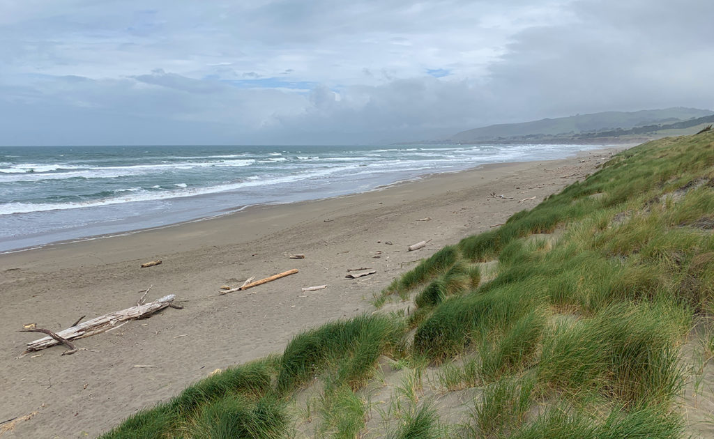 Bodega Dunes Beach And Campground In Sonoma Coast State Park