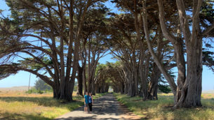 Cypress Tree Tunnel In Point Reyes, California