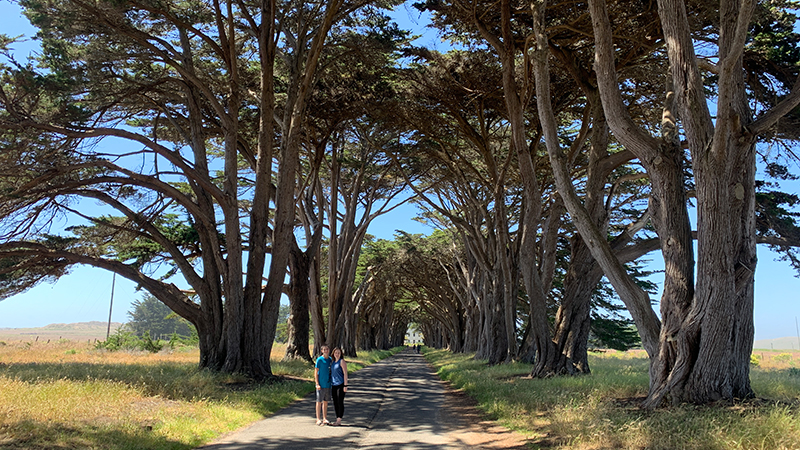 Cypress Tree Tunnel In Point Reyes, California