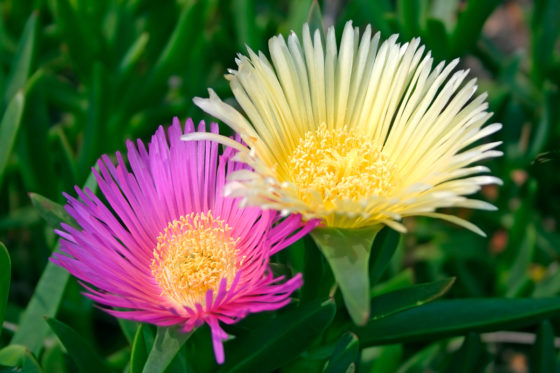 Pink and Yellow Ice Plant Flowers