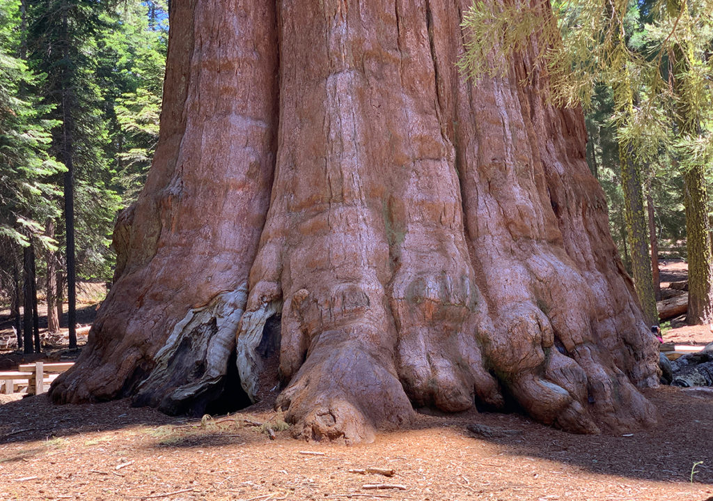 general sherman general sherman