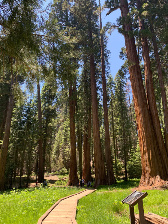 Big Trees Trail