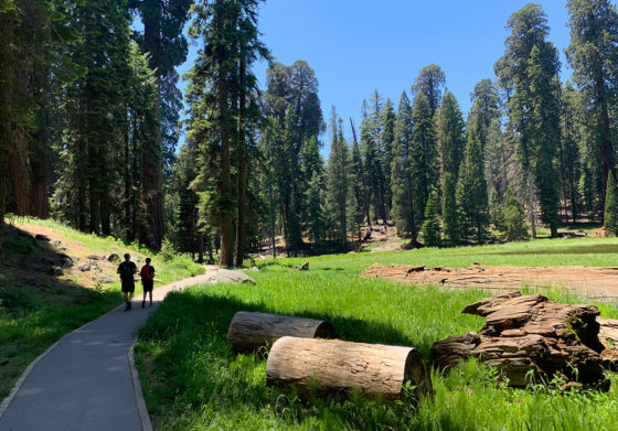 Big Trees Trail Around Round Meadow