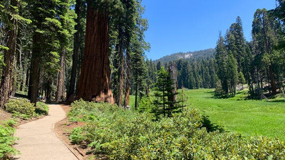 Crescent Meadow And Tharps Log At Sequoia National Park 