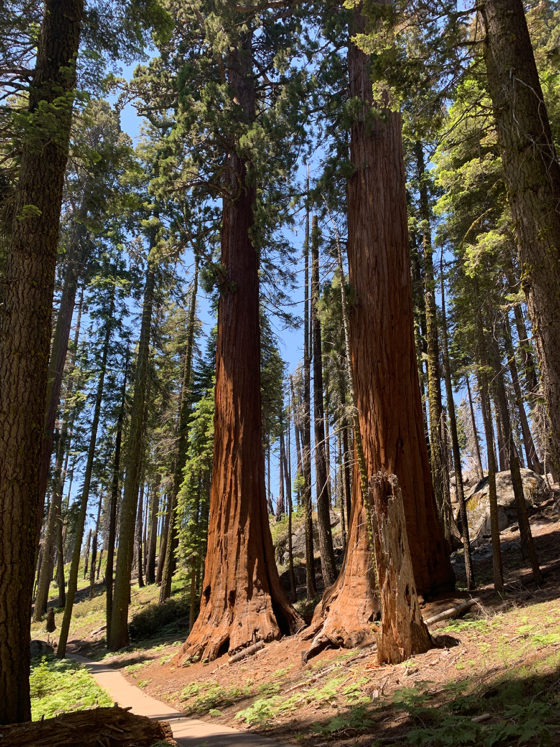 Giant Sequoias along the Crescent Meadow Trail