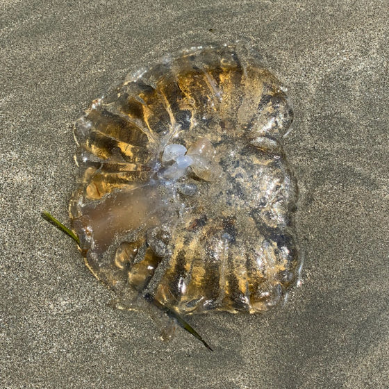 Jellyfish at Dillon Beach