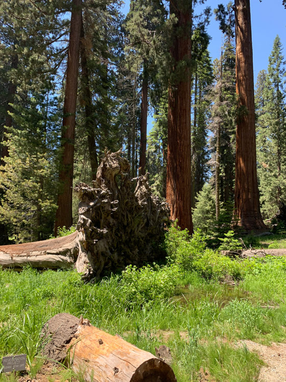 Fallen Sequoia
