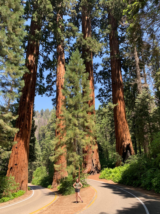 Giant Forest And The Four Guardsmen