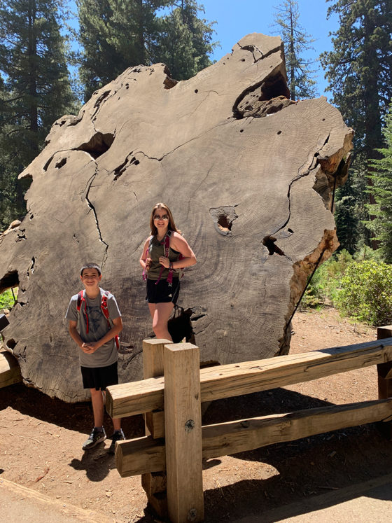 Giant Sequoia Cross Cut