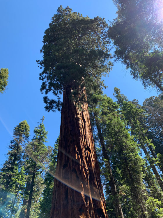 Giant Sequoia Trees