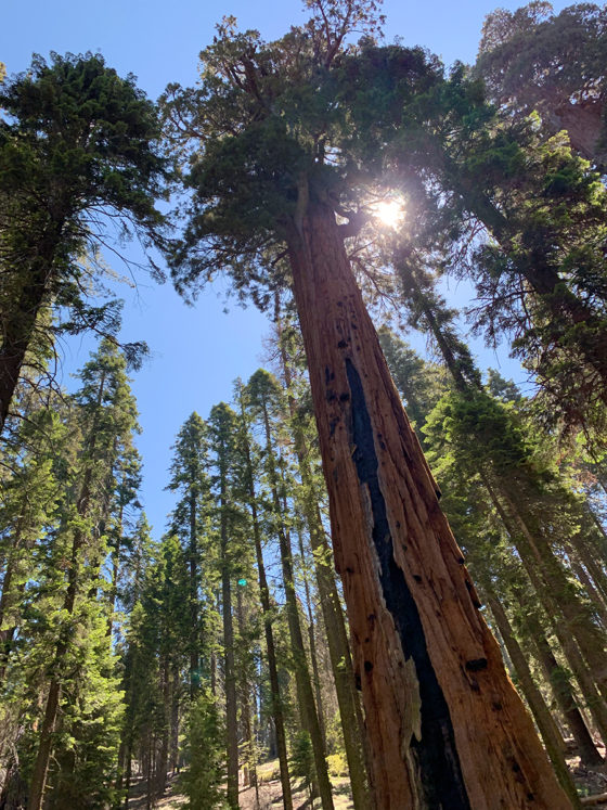 Giant Sequoia Trees