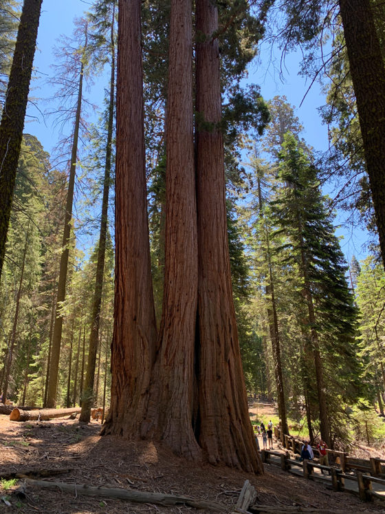 Giant Sequoias