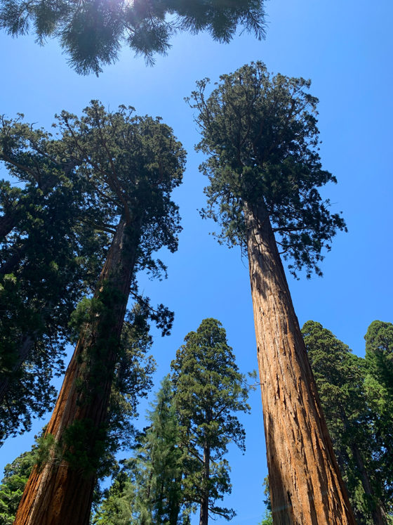 Looking Up At Giant Sequoias