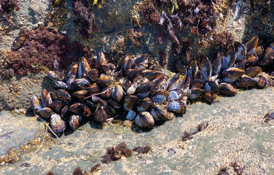 Mussels In The Dillon Beach Tidepools